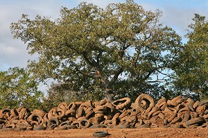 ARBRE DANS UNE DECHARGE SAUVAGE DE PNEUS A CIEL OUVERT 