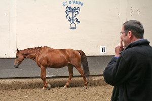 SOCIETE, LE COACHING PAR LE CHEVAL 