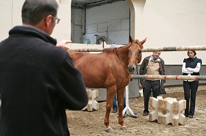 SOCIETE, LE COACHING PAR LE CHEVAL 