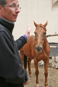 SOCIETE, LE COACHING PAR LE CHEVAL 