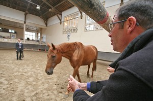 SOCIETE, LE COACHING PAR LE CHEVAL 