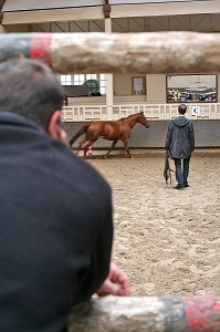 SOCIETE, LE COACHING PAR LE CHEVAL 