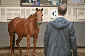 SOCIETE, LE COACHING PAR LE CHEVAL 