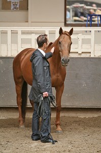 SOCIETE, LE COACHING PAR LE CHEVAL 