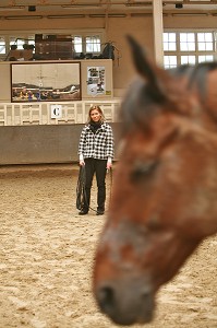 SOCIETE, LE COACHING PAR LE CHEVAL 