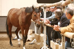 SOCIETE, LE COACHING PAR LE CHEVAL 