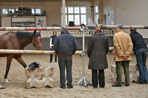 SOCIETE, LE COACHING PAR LE CHEVAL 