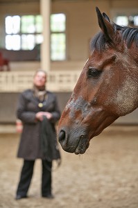 SOCIETE, LE COACHING PAR LE CHEVAL 