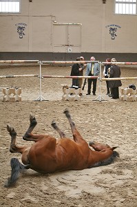 SOCIETE, LE COACHING PAR LE CHEVAL 