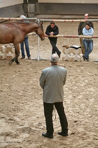 SOCIETE, LE COACHING PAR LE CHEVAL 