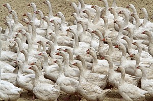 PUY DU FOU, PARC DE LOISIRS, VENDEE, FRANCE 
