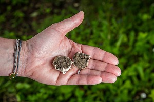 LES BOMBES DE GRAINES, DES ARMES DE GUERILLA JARDINIERE, BURES-SUR-YVETTE, ESSONNE, ILE-DE-FRANCE, FRANCE 