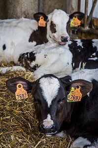 FERME DE VILTAIN, JOUY EN JOSAS, (78) YVELINES, ILE DE FRANCE, FRANCE 