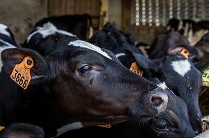 FERME DE VILTAIN, JOUY EN JOSAS, (78) YVELINES, ILE DE FRANCE, FRANCE 
