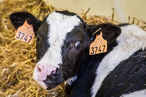 FERME DE VILTAIN, JOUY EN JOSAS, (78) YVELINES, ILE DE FRANCE, FRANCE 