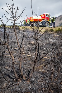 FEU DE FORET 