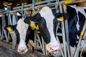 LA FERME DE VILTAIN, JOUY EN JOSAS, (78) YVELINES, ILE-DE-FRANCE, FRANCE 
