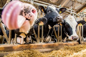LA FERME DE VILTAIN, JOUY EN JOSAS, (78) YVELINES, ILE-DE-FRANCE, FRANCE 