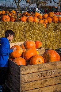 CITROUILLE JACK O'LANTERN, HALLOWEEN 
