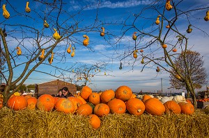 CITROUILLE JACK O'LANTERN, HALLOWEEN 