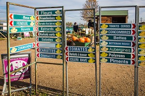 CITROUILLE JACK O'LANTERN, HALLOWEEN 