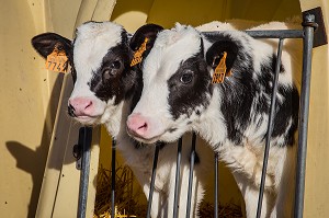 VEAUX DE RACE BOVINE PRIM'HOLSTEIN 
