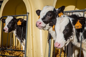 VEAUX DE RACE BOVINE PRIM'HOLSTEIN 