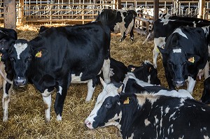 GENISSES DE RACE BOVINE PRIM'HOLSTEIN 