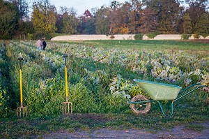 CUEILLETTE DE FRUITS ET LEGUMES 