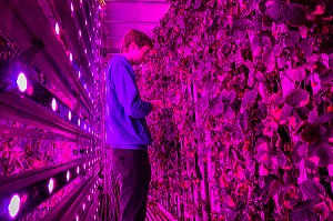 AGRICOOL, PRODUCTION URBAINE DE FRAISE 