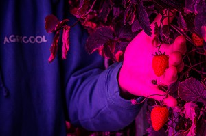 AGRICOOL, PRODUCTION URBAINE DE FRAISE 