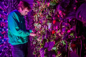 AGRICOOL, PRODUCTION URBAINE DE FRAISE 