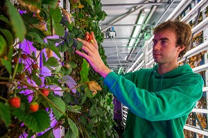 AGRICOOL, PRODUCTION URBAINE DE FRAISE 