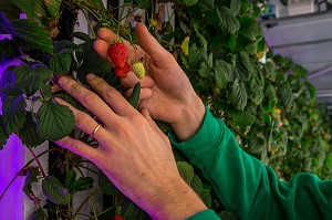 AGRICOOL, PRODUCTION URBAINE DE FRAISE 