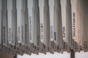 LA ROUTE DU PARFUM, (06) ALPES MARITIMES, PROVENCE ALPES COTE D'AZUR, FRANCE 