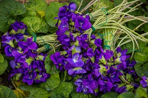 LA ROUTE DU PARFUM, (06) ALPES MARITIMES, PROVENCE ALPES COTE D'AZUR, FRANCE 