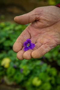 LA ROUTE DU PARFUM, (06) ALPES MARITIMES, PROVENCE ALPES COTE D'AZUR, FRANCE 