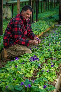 LA ROUTE DU PARFUM, (06) ALPES MARITIMES, PROVENCE ALPES COTE D'AZUR, FRANCE 