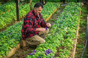 LA ROUTE DU PARFUM, (06) ALPES MARITIMES, PROVENCE ALPES COTE D'AZUR, FRANCE 