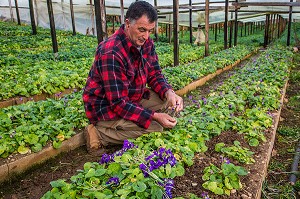 LA ROUTE DU PARFUM, (06) ALPES MARITIMES, PROVENCE ALPES COTE D'AZUR, FRANCE 