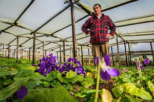 LA ROUTE DU PARFUM, (06) ALPES MARITIMES, PROVENCE ALPES COTE D'AZUR, FRANCE 