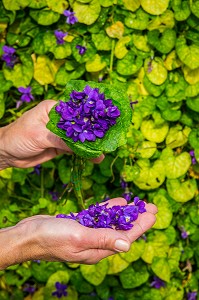 LA ROUTE DU PARFUM, (06) ALPES MARITIMES, PROVENCE ALPES COTE D'AZUR, FRANCE 