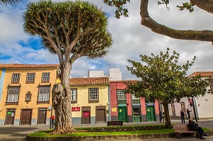 ILE DE TENERIFE, ILES CANARIES ESPAGNE 