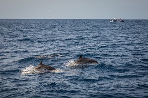 ILE DE TENERIFE, ILES CANARIES, ESPAGNE 