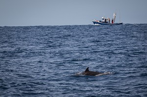 ILE DE TENERIFE, ILES CANARIES, ESPAGNE 