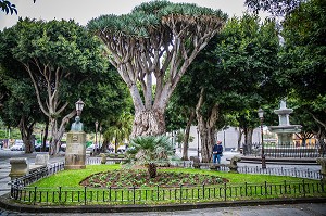 ILE DE TENERIFE, ILES CANARIES, ESPAGNE 