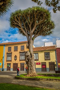ILE DE TENERIFE, ILES CANARIES, ESPAGNE 