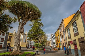 ILE DE TENERIFE, ILES CANARIES, ESPAGNE 