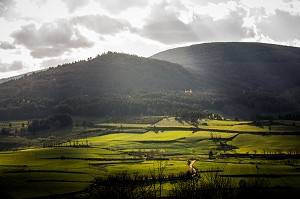 LA BETE DU GEVAUDAN, (43), HAUTE LOIRE, REGION AUVERGNE RHONE ALPES, FRANCE 