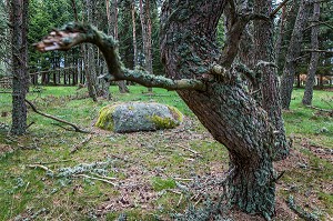 LA BETE DU GEVAUDAN, (43), HAUTE LOIRE, REGION AUVERGNE RHONE ALPES, FRANCE 